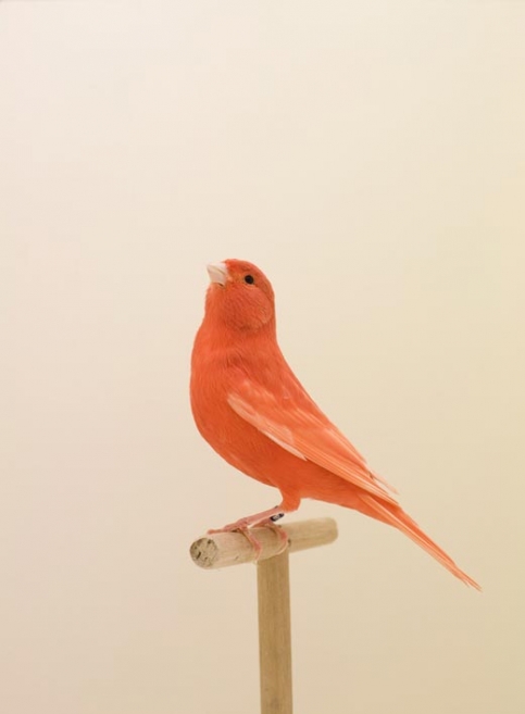 incomplete dictionary of show birds