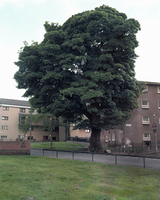 The Most Beautiful Tree In Muirhouse